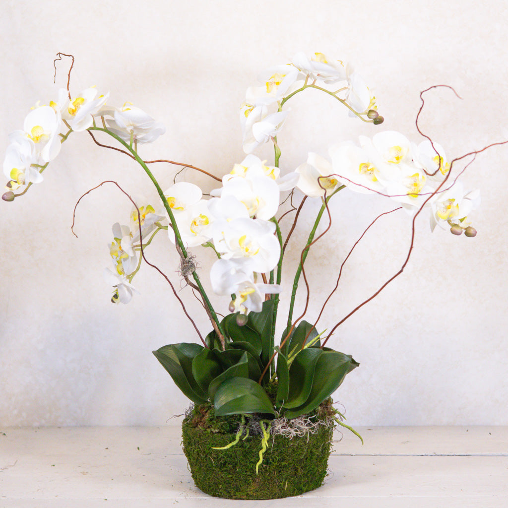 Five White Phalaenopsis Orchid Drop In