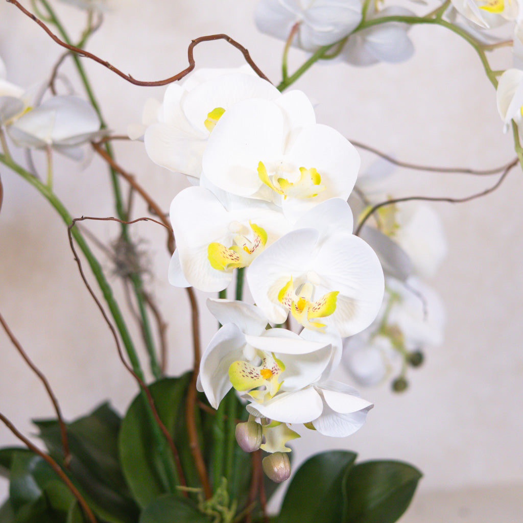 Five White Phalaenopsis Orchid Drop In