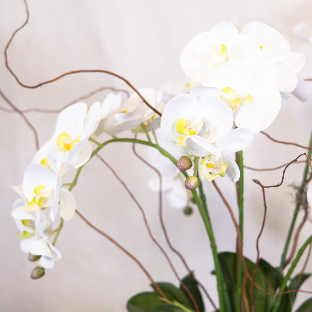 Five White Phalaenopsis Orchid Drop In