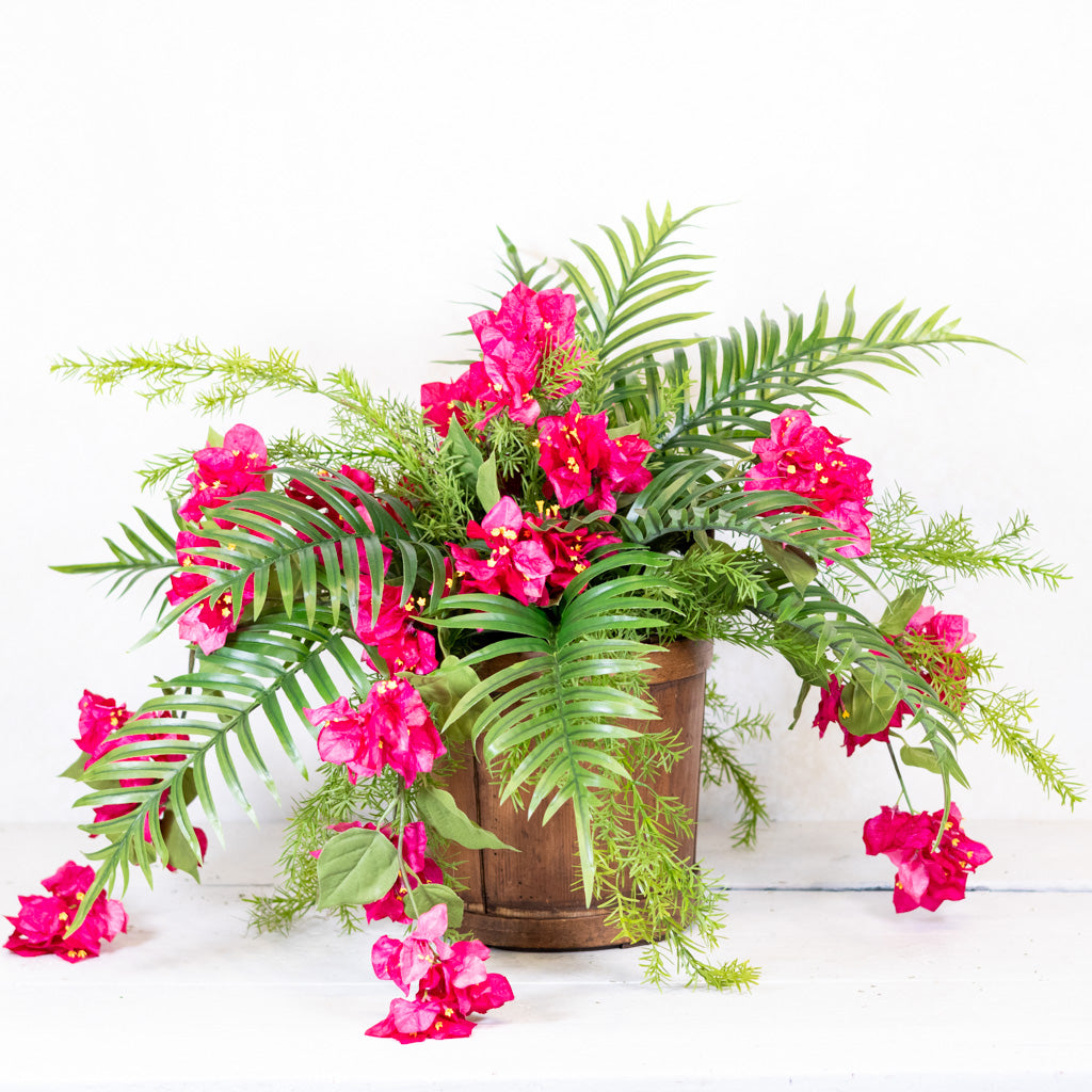Bougainvillea and Sprengeri in Moss Pot