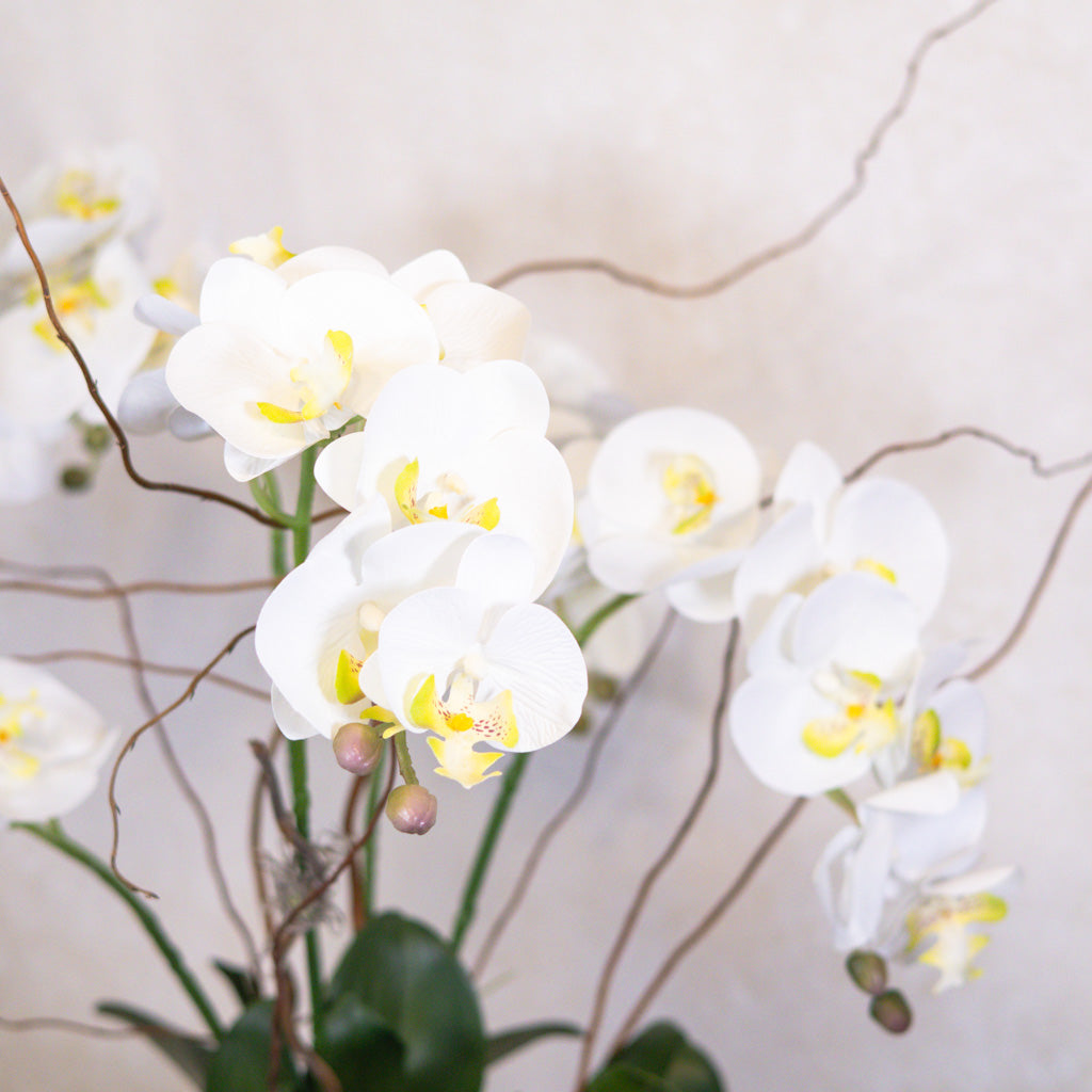 Five White Phalaenopsis Orchid Drop In