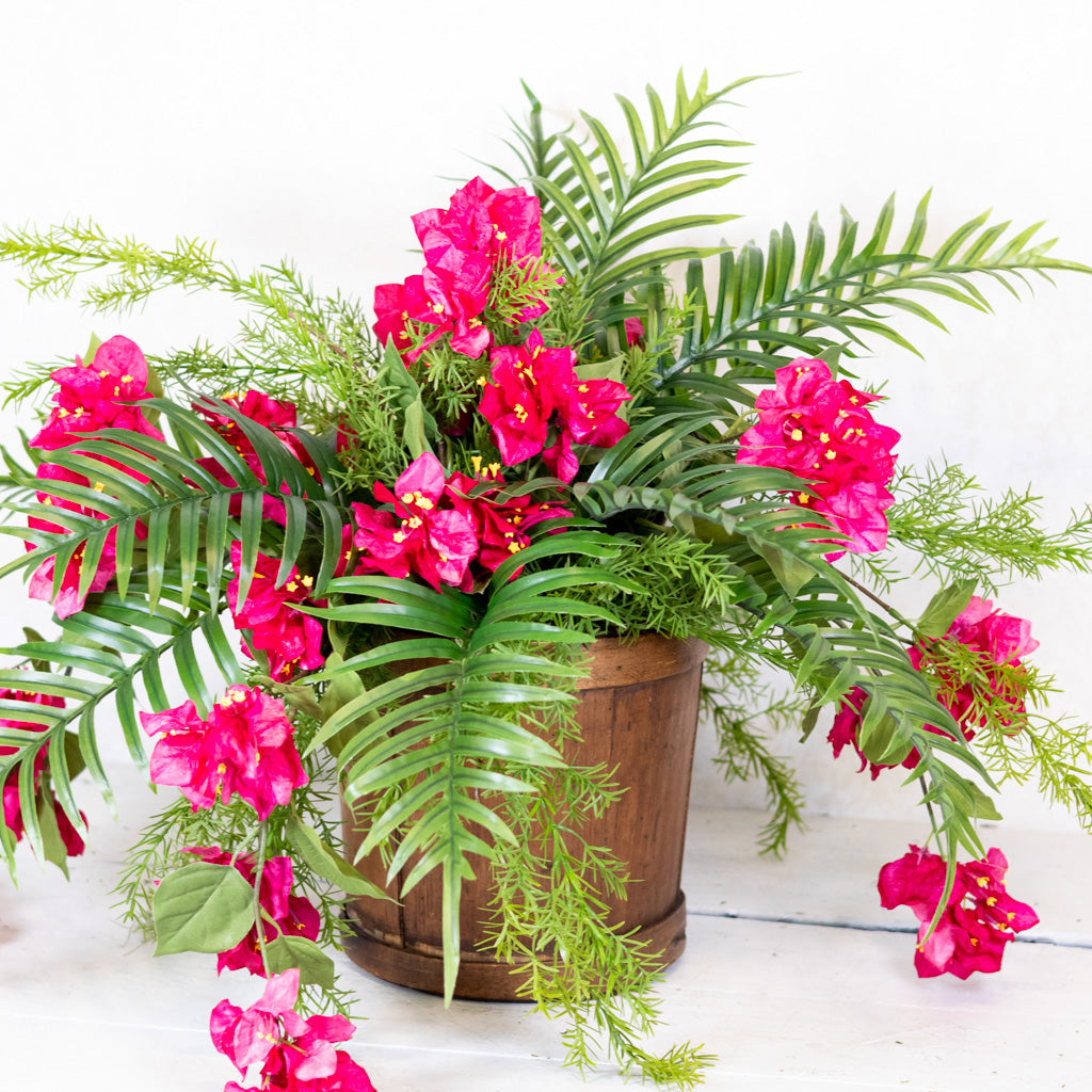 Bougainvillea and Sprengeri in Moss Pot