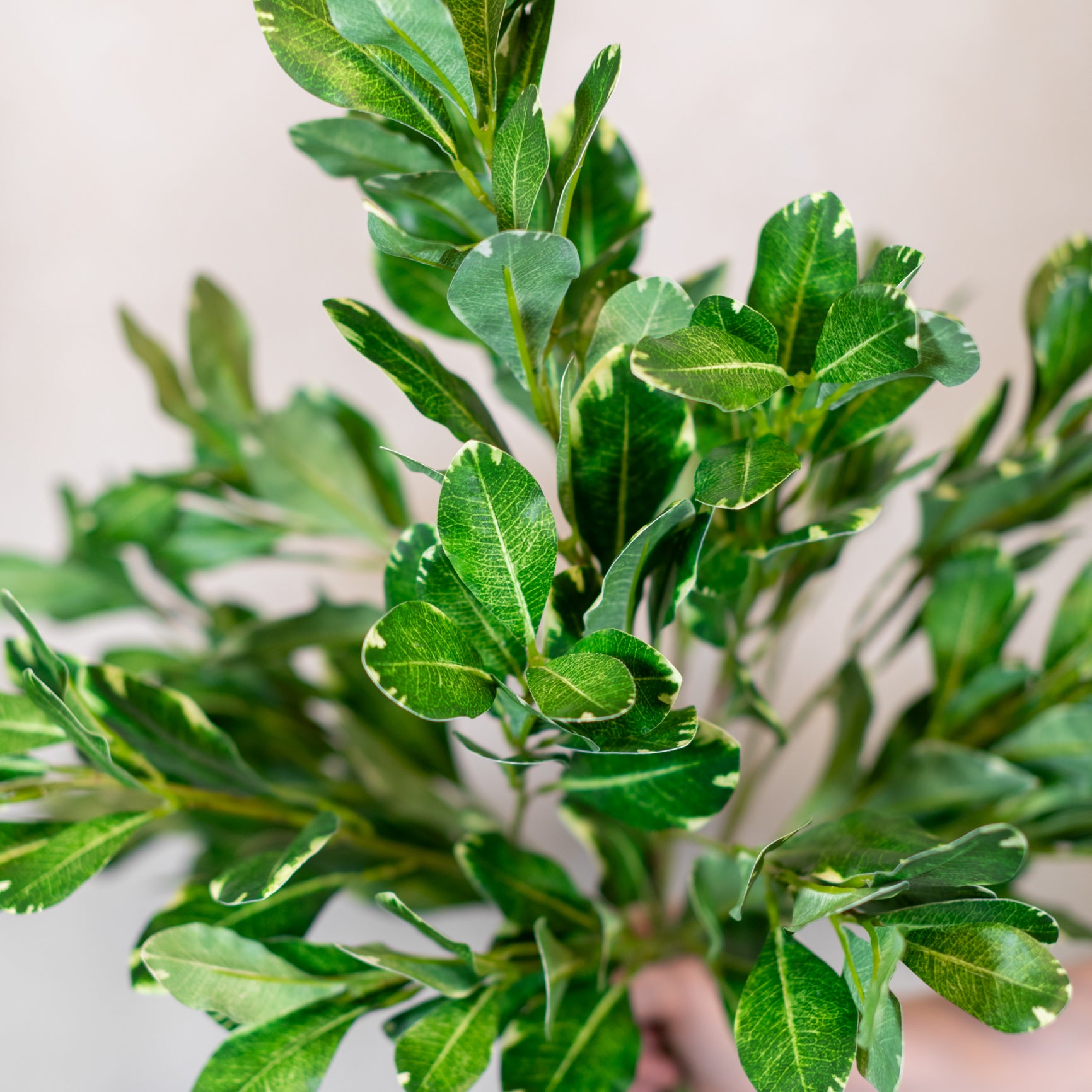 Pittosporum Variegated Green Spray