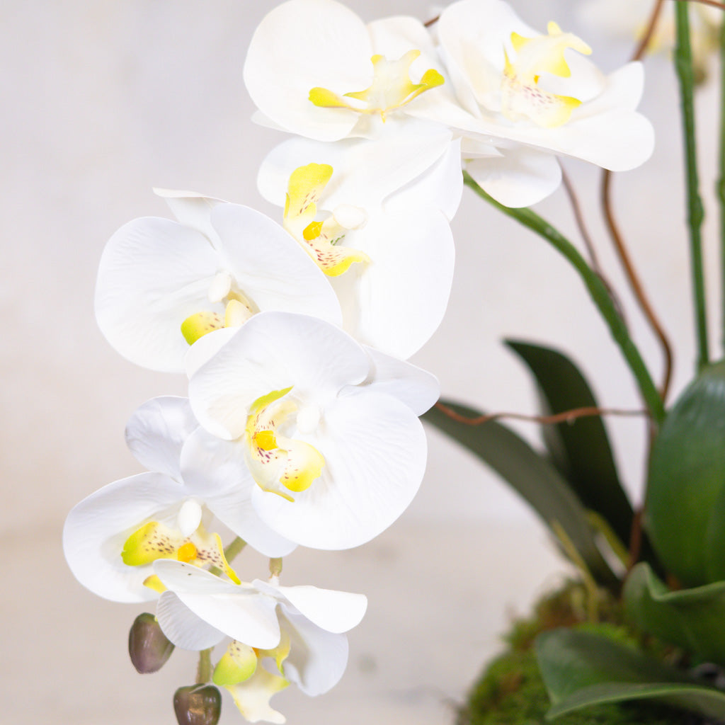 Five White Phalaenopsis Orchid Drop In