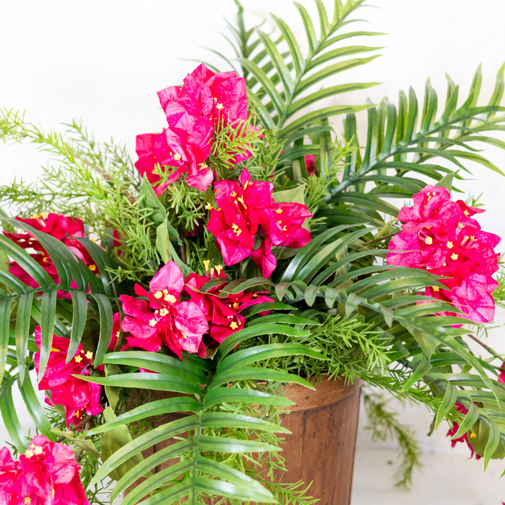 Bougainvillea and Sprengeri in Moss Pot