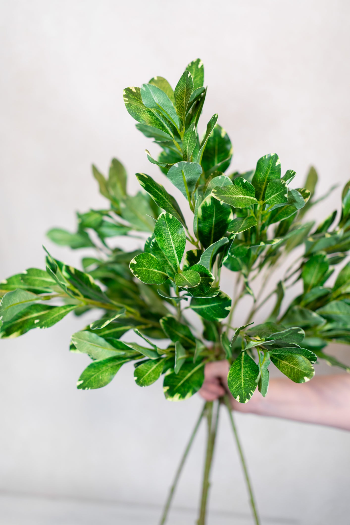 Pittosporum Variegated Green Spray