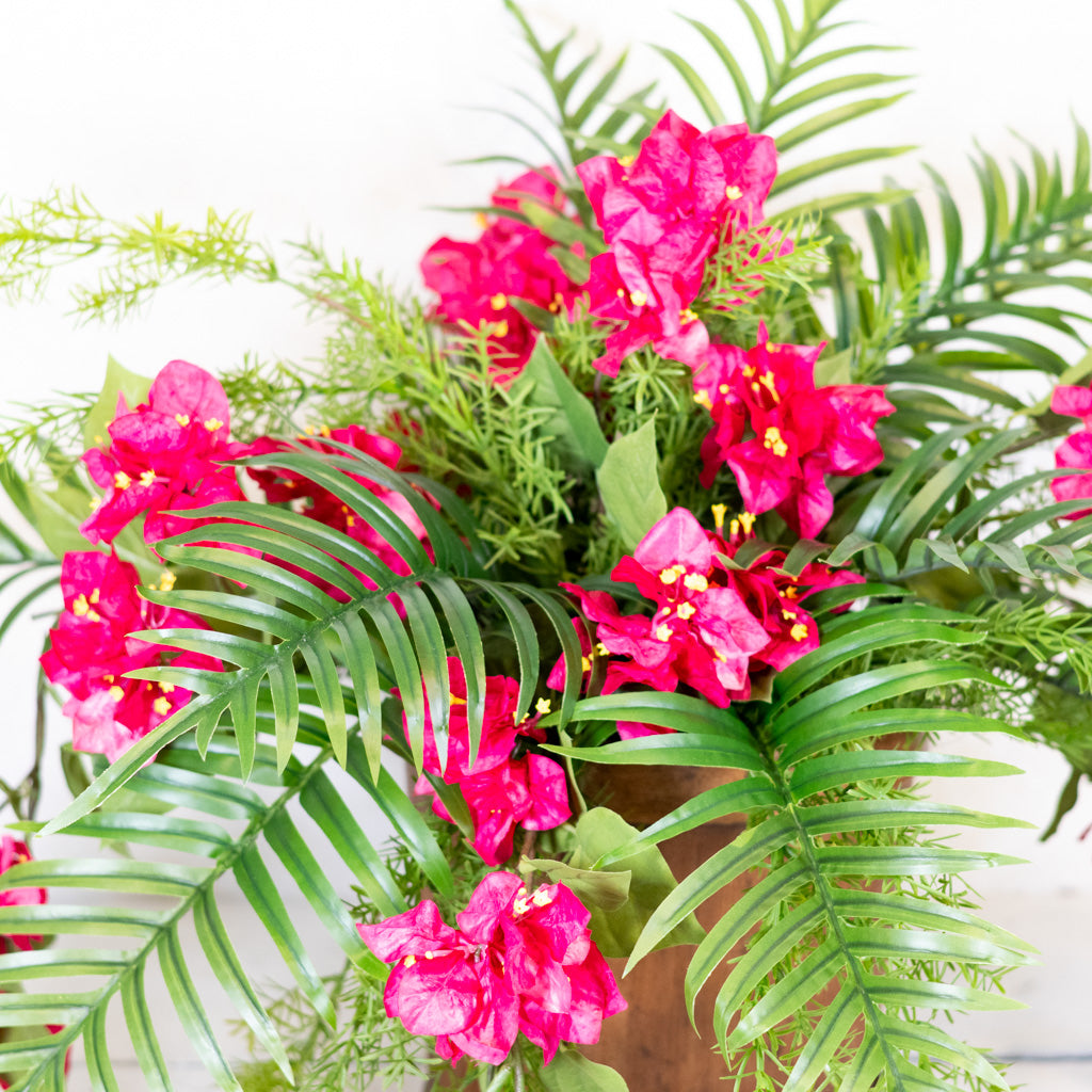 Bougainvillea and Sprengeri in Moss Pot