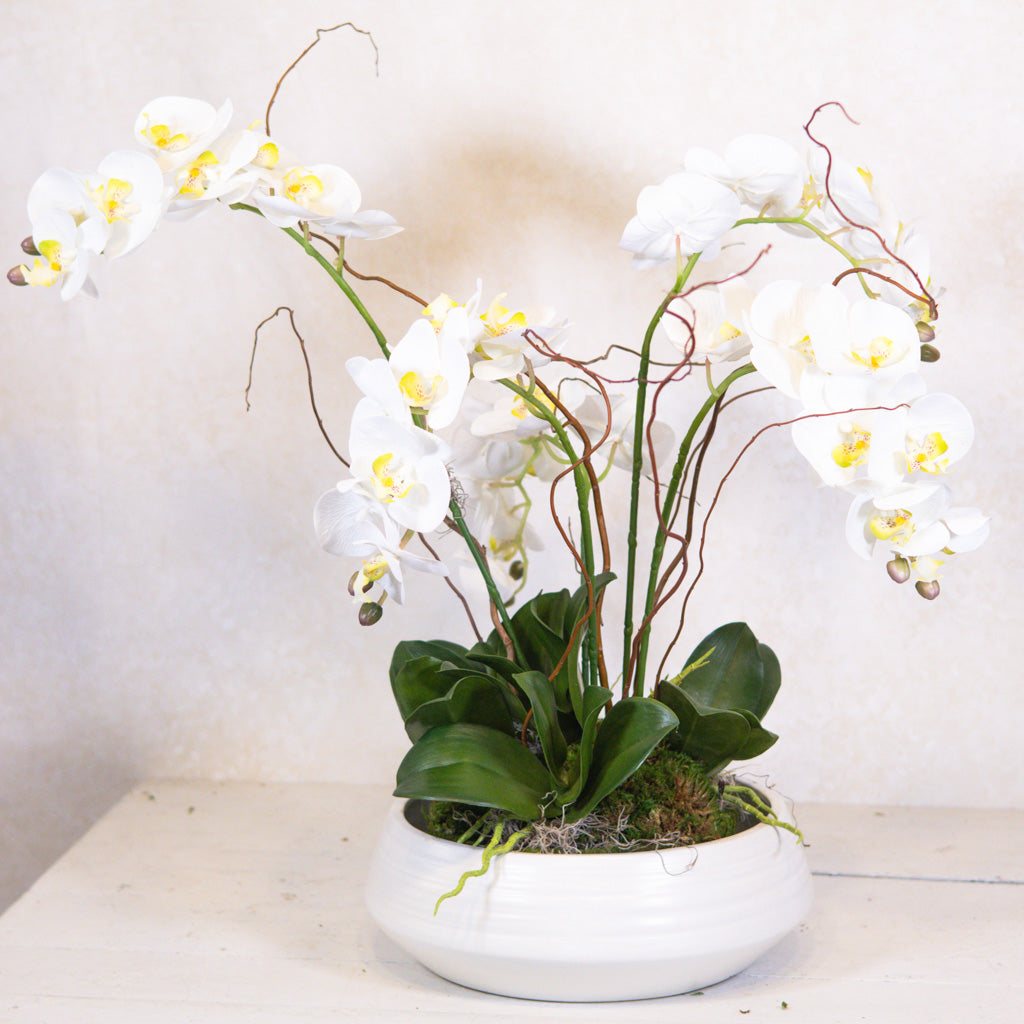 Five White Phalaenopsis Orchid Drop In