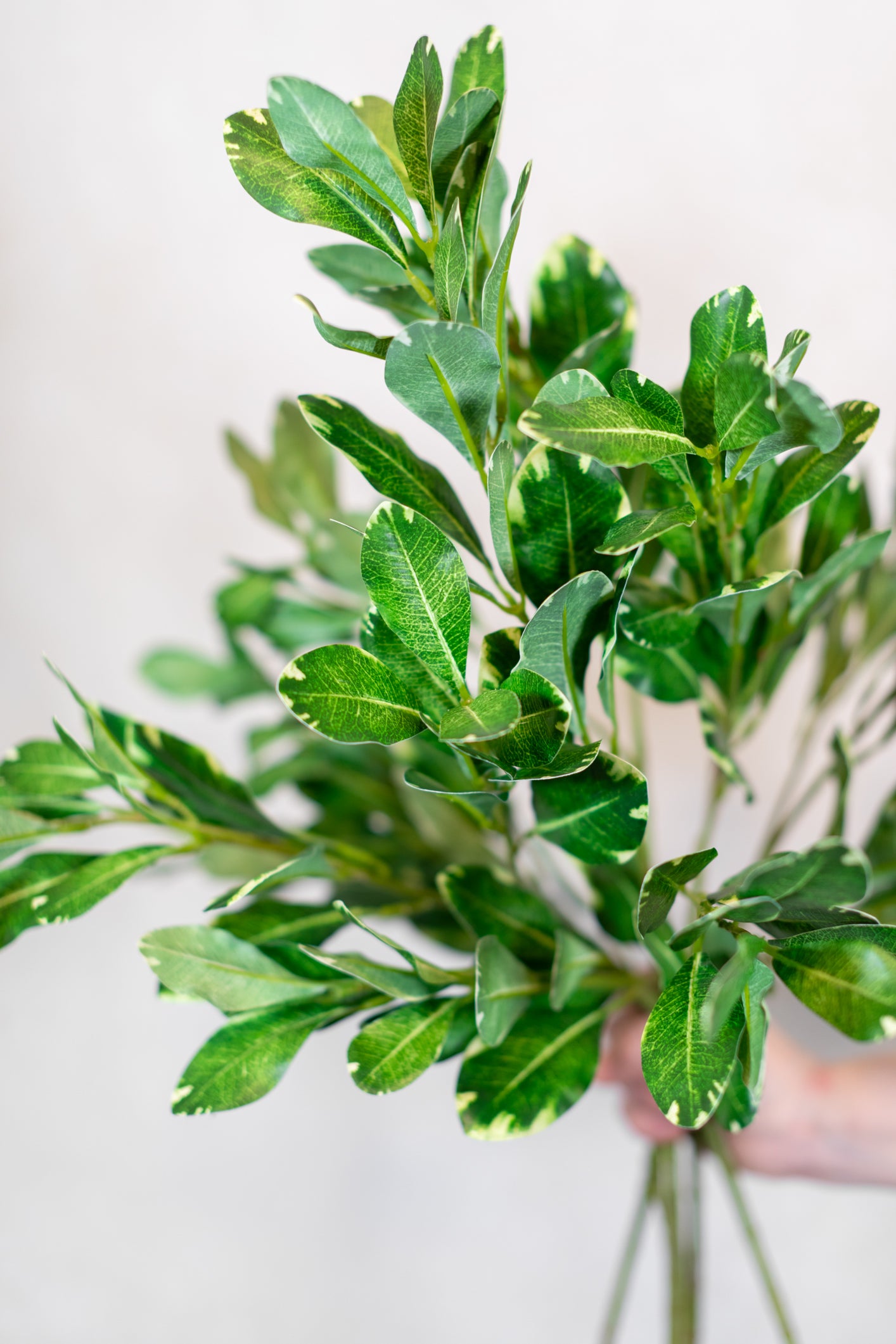 Pittosporum Variegated Green Spray