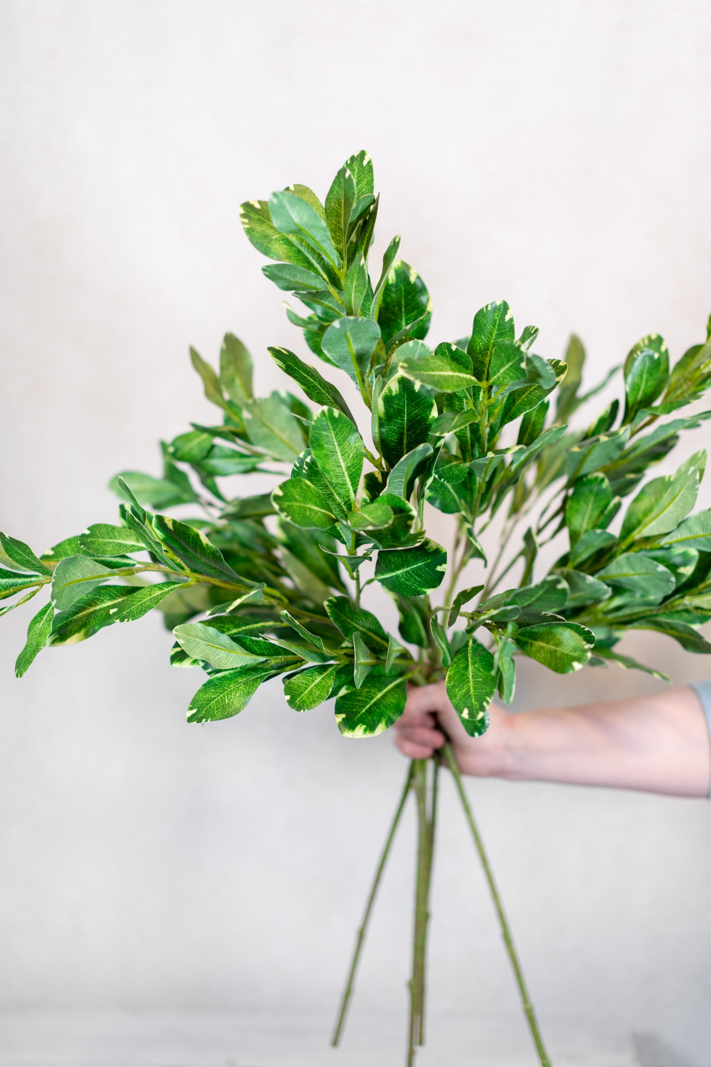 Pittosporum Variegated Green Spray