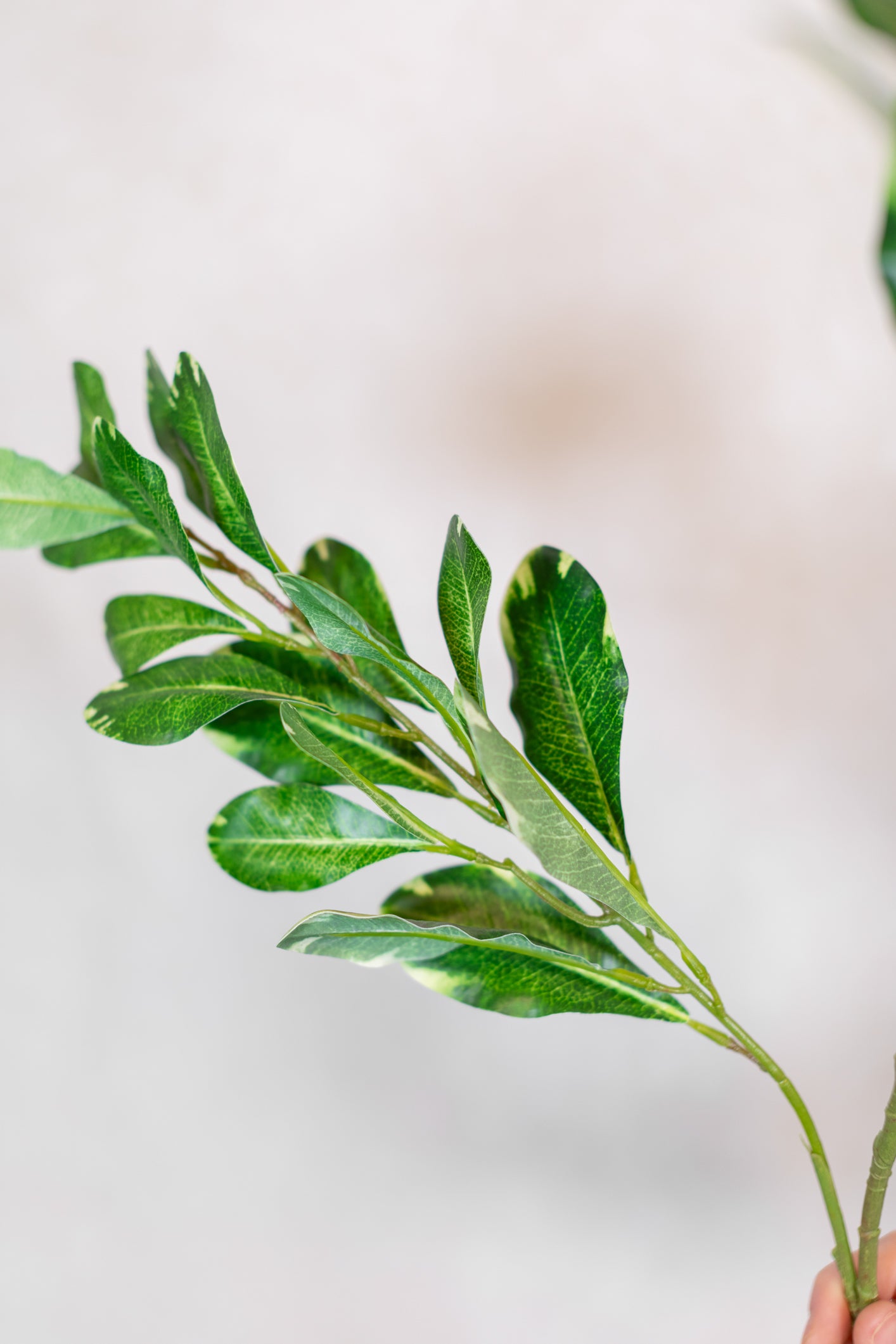 Pittosporum Variegated Green Spray