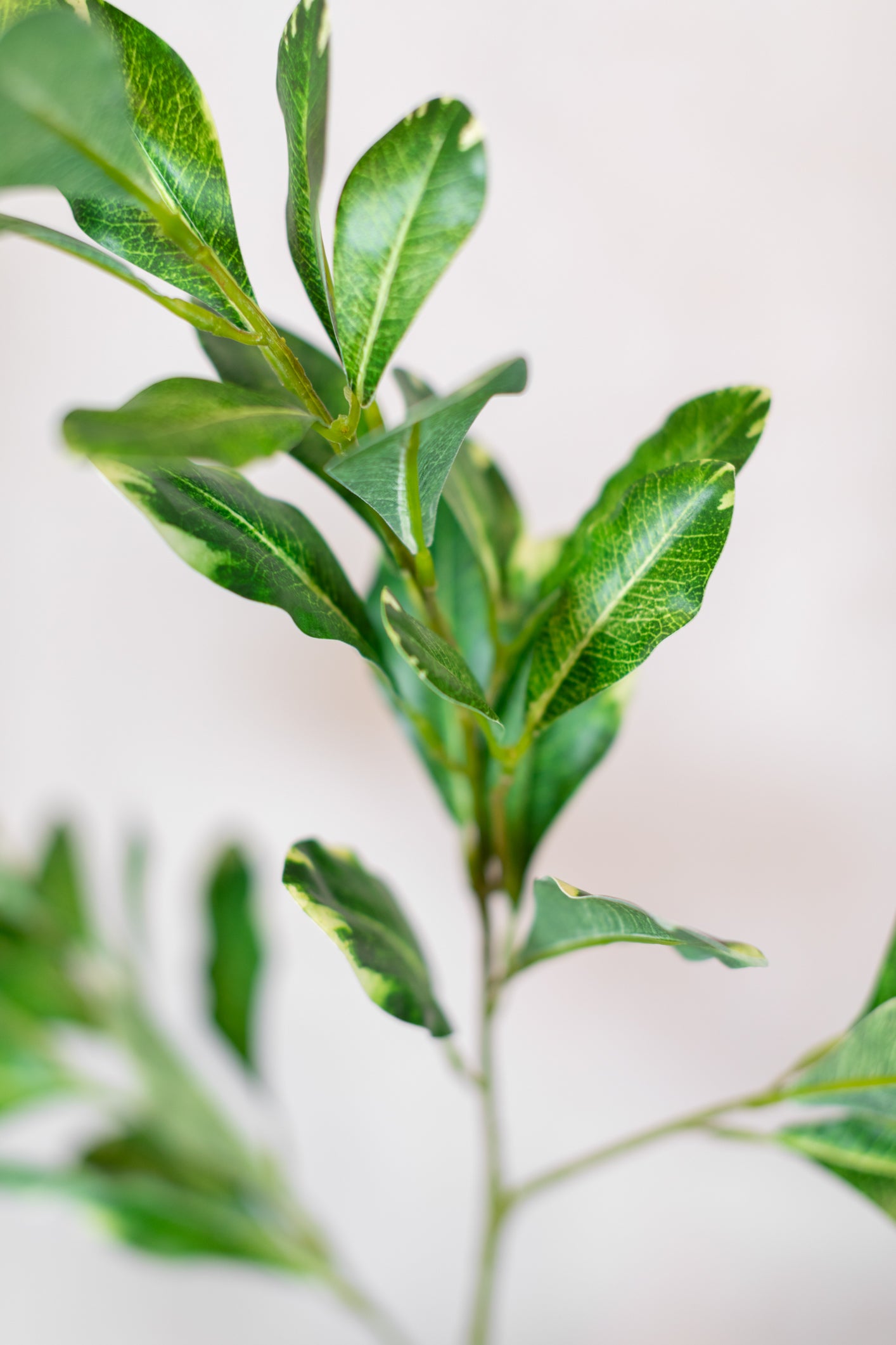 Pittosporum Variegated Green Spray