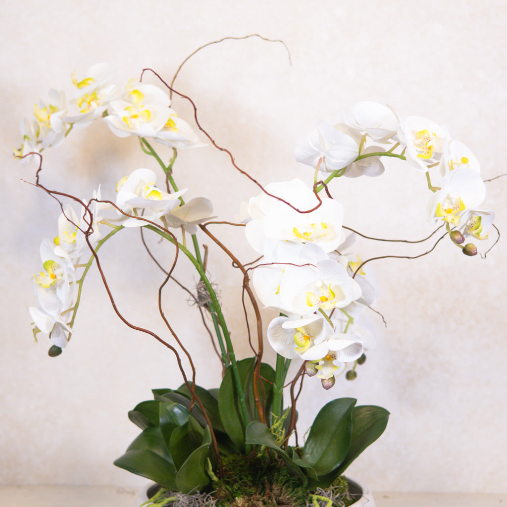 Five White Phalaenopsis Orchid Drop In