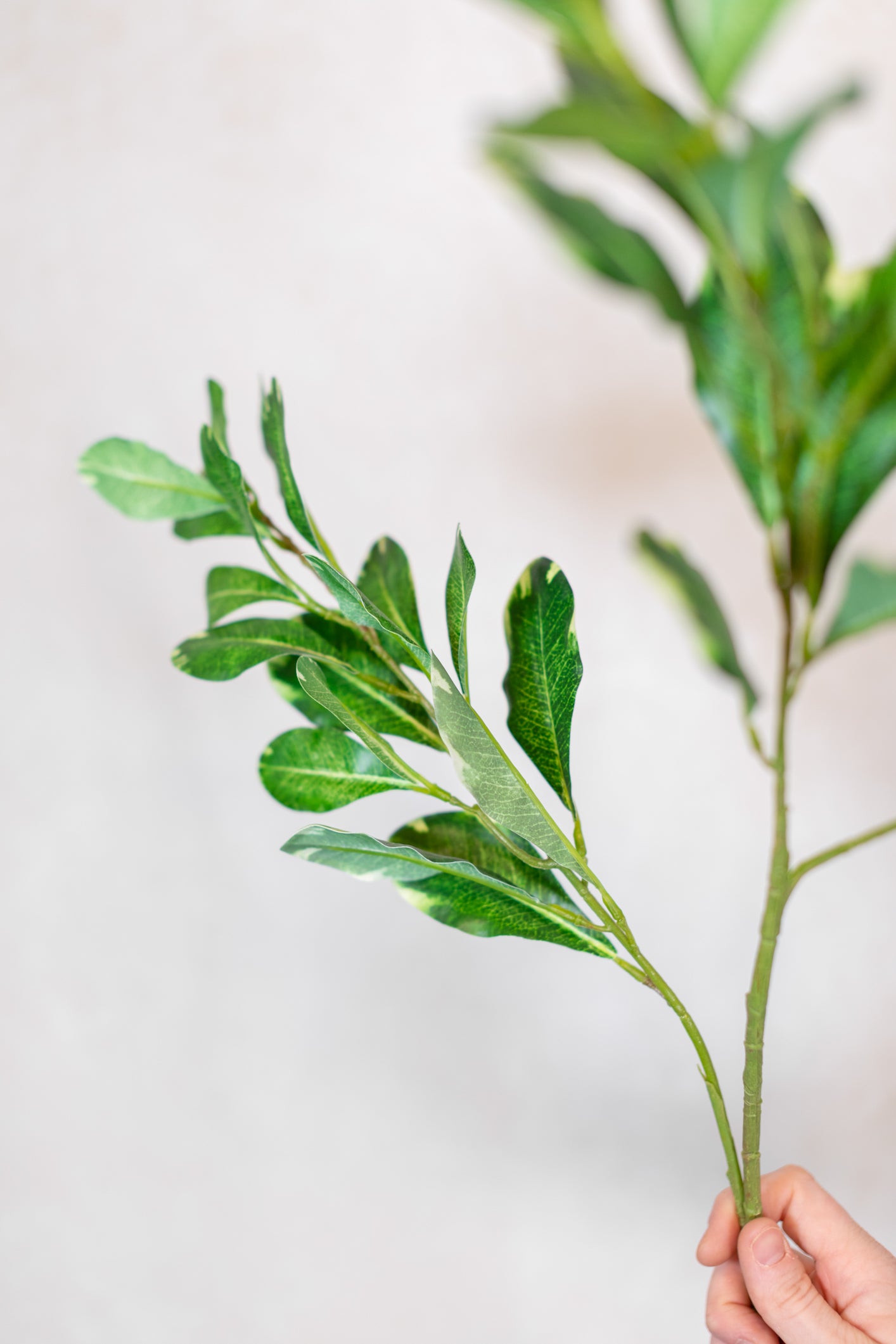 Pittosporum Variegated Green Spray