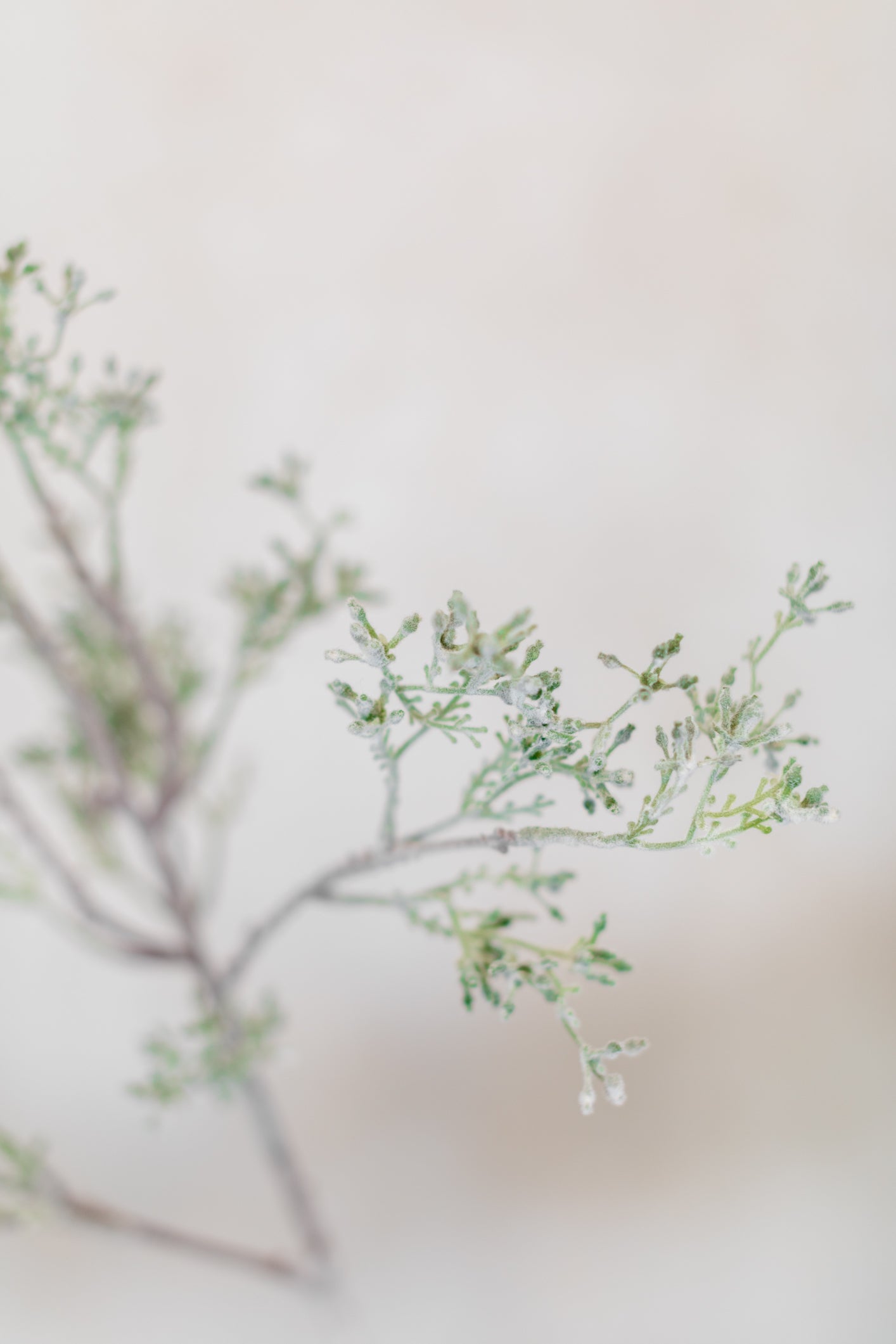 Budding Eucalyptus Spray Stem