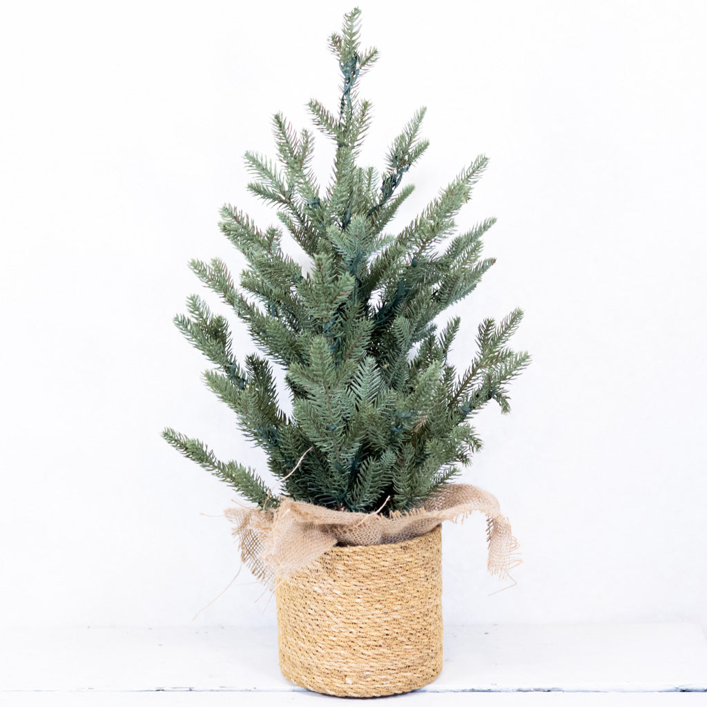 2 ft. Pre Lit Spruce Tree in Potted Burlap