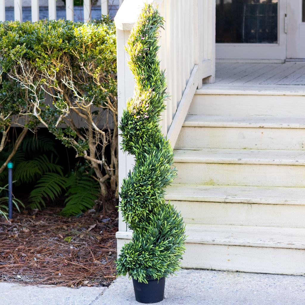 UV Rosemary Spiral Tree in Pot 4 ft