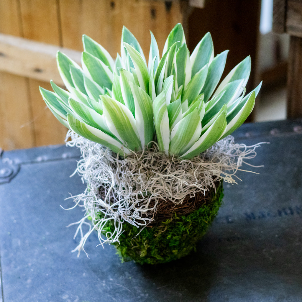 Double Echeveria in Moss Pot Drop In