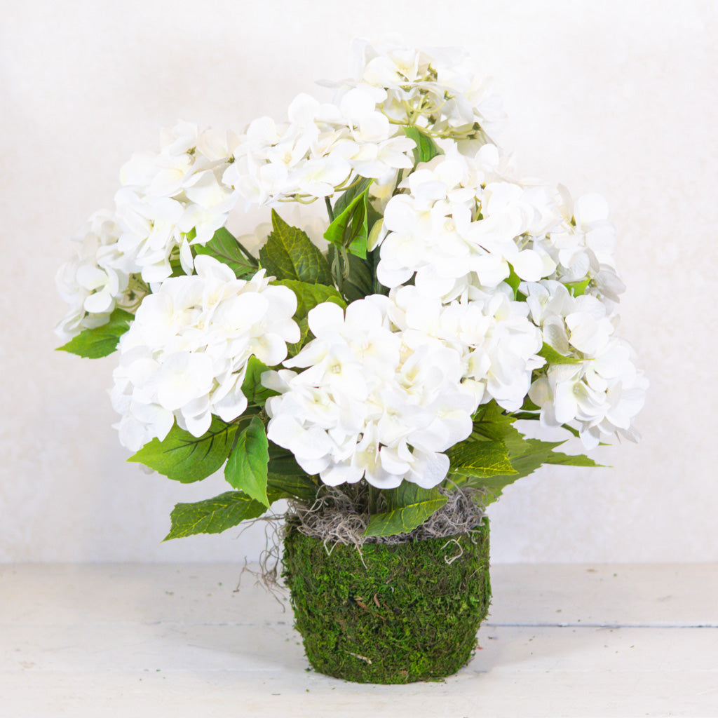 Triple White Hydrangea Plant Drop In