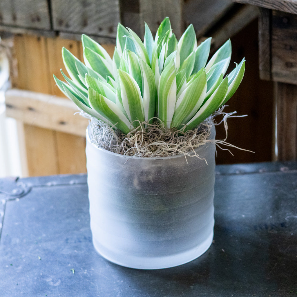 Double Echeveria in Moss Pot Drop In