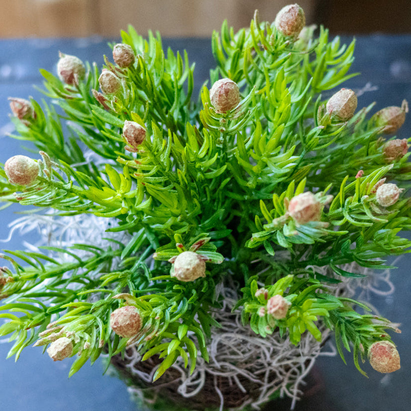 Deserts Protea Drop In