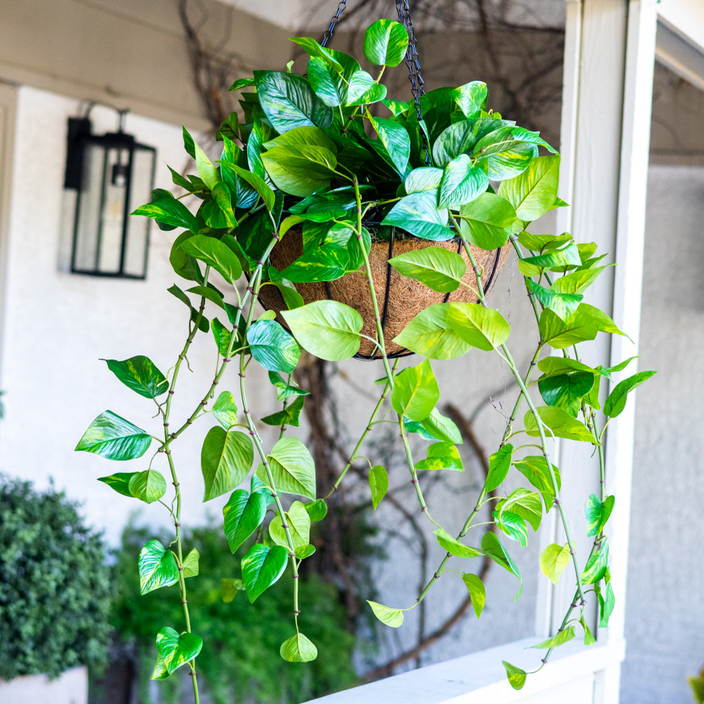 hanging leaves plant Pothos Hanging Basket