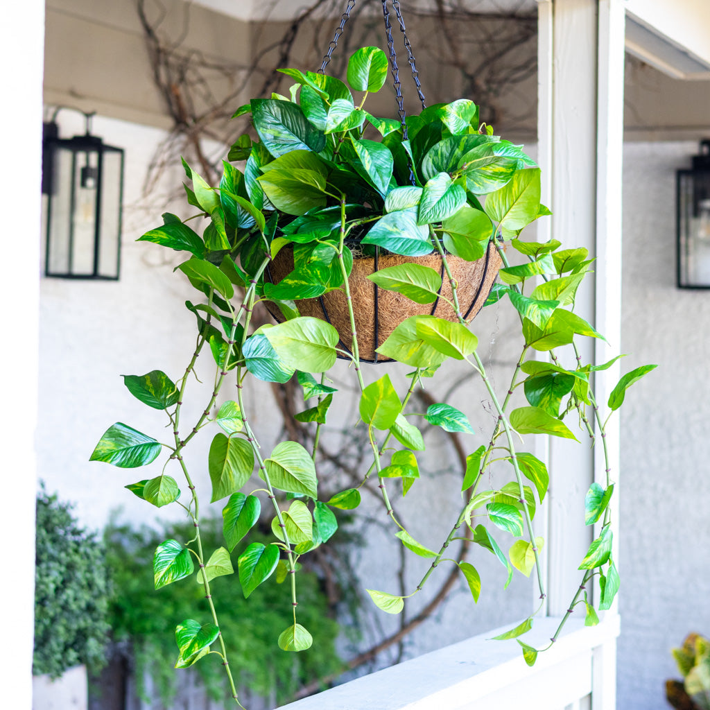 Pothos Hanging Basket