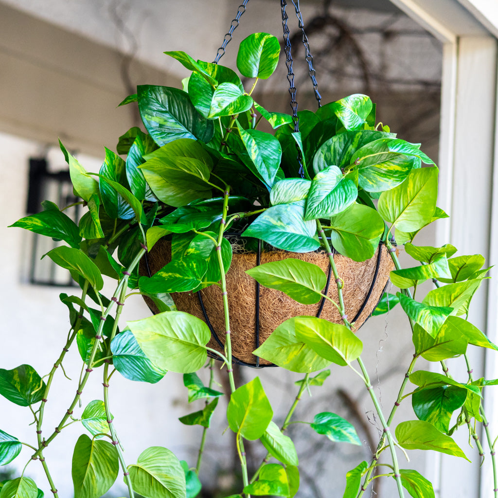 Pothos Hanging Basket