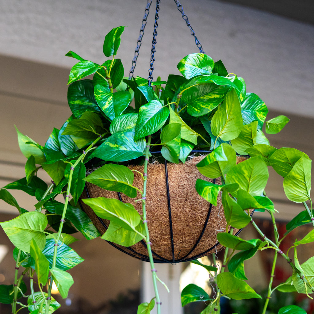 Pothos Hanging Basket