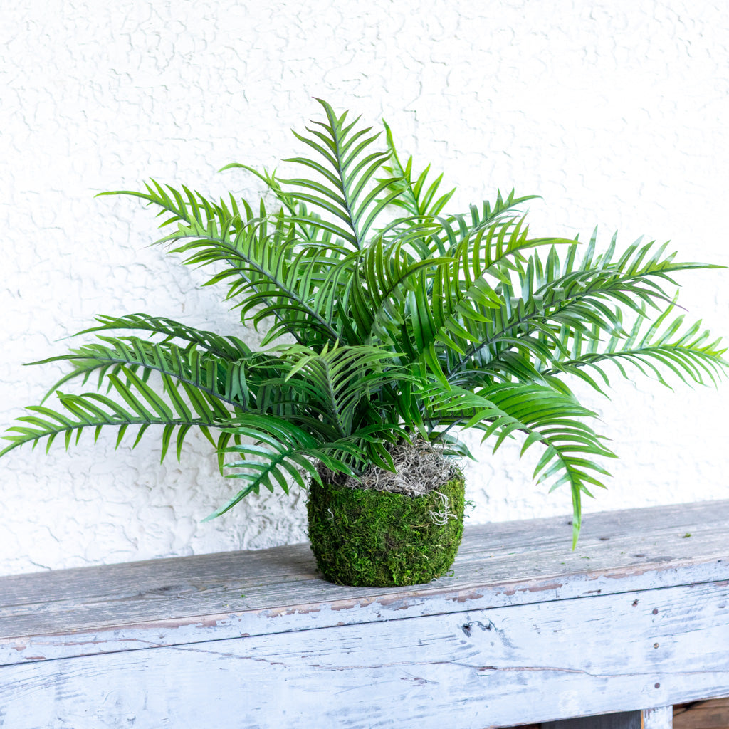 Areca Bush in Moss Pot Drop In