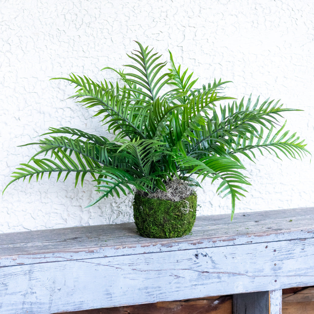 Areca Bush in Moss Pot Drop In