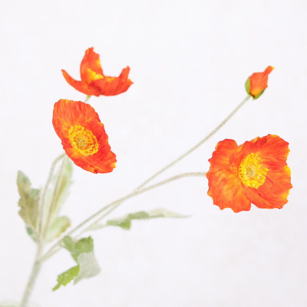 Flame Poppy Spray Stem