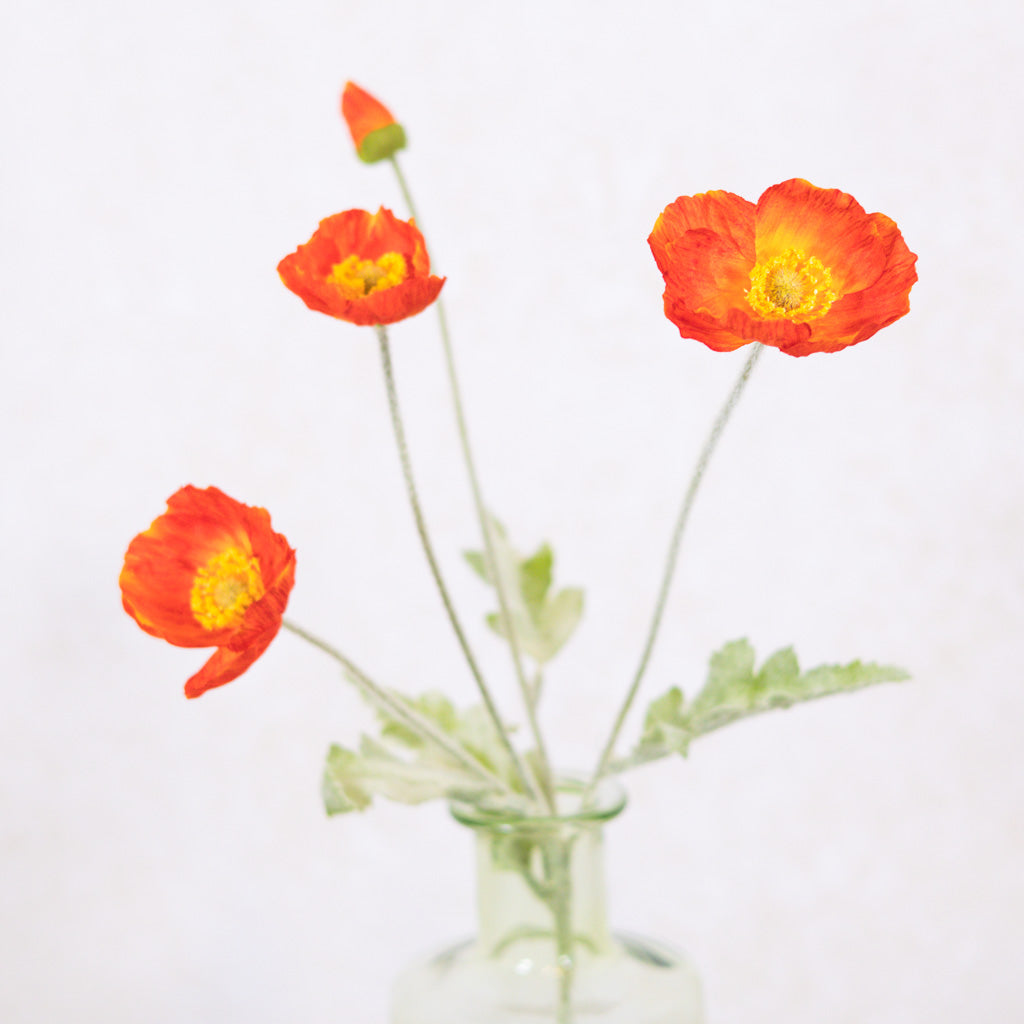 Flame Poppy Spray Stem