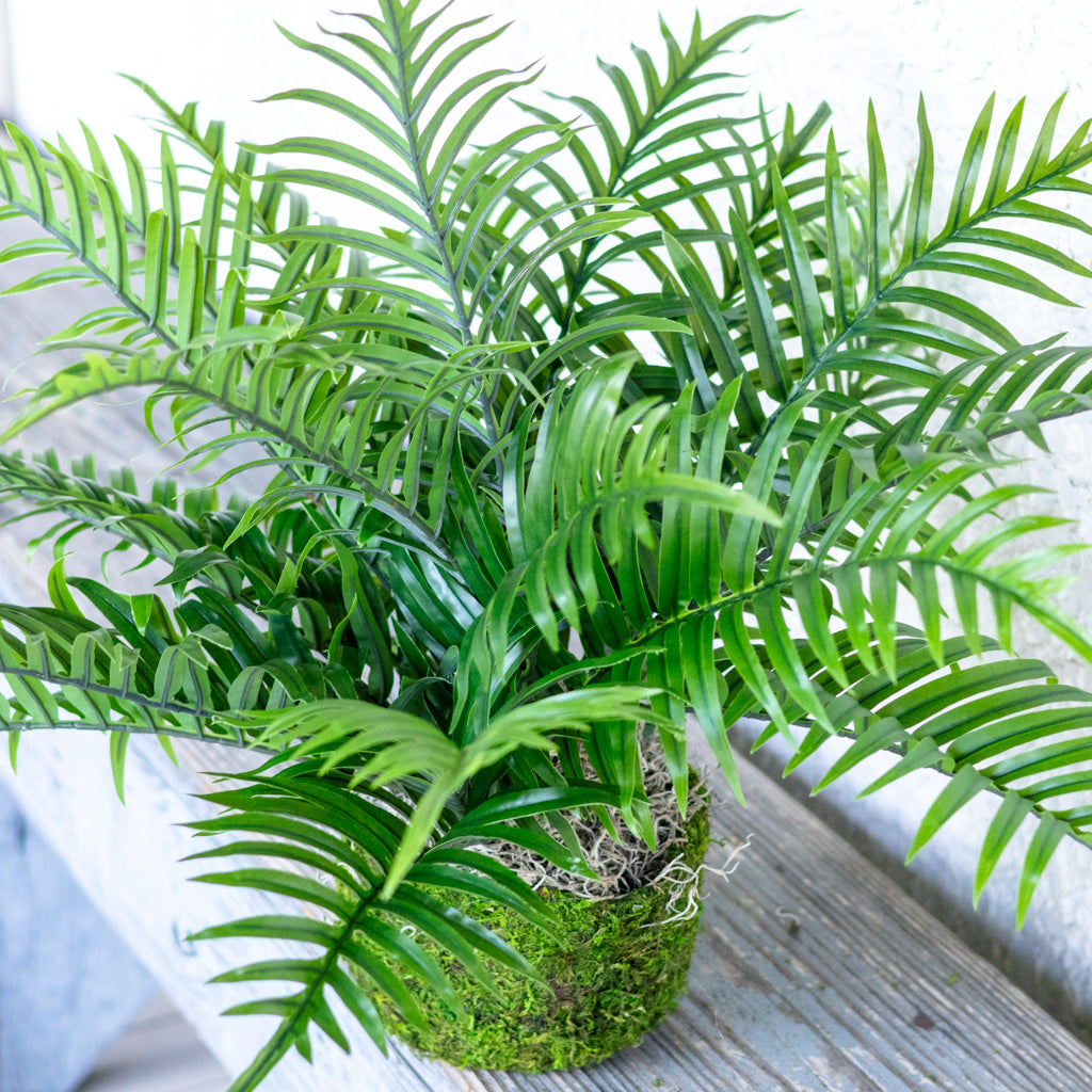 Areca Bush in Moss Pot Drop In
