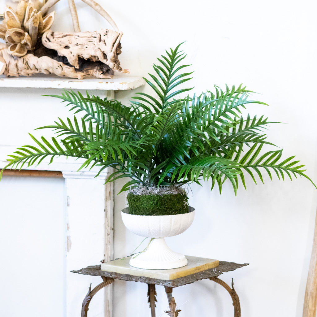 Areca Bush in Moss Pot Drop In