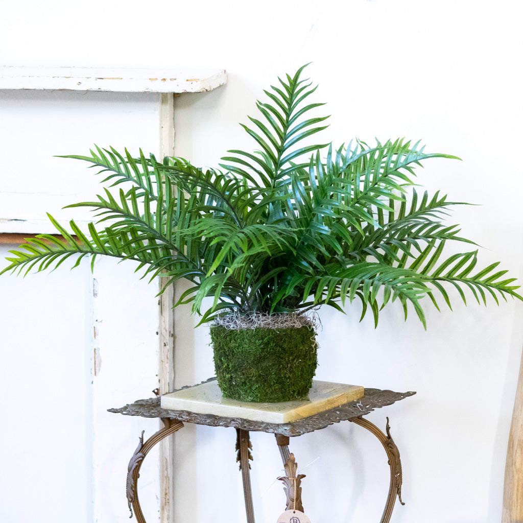 Areca Bush in Moss Pot Drop In