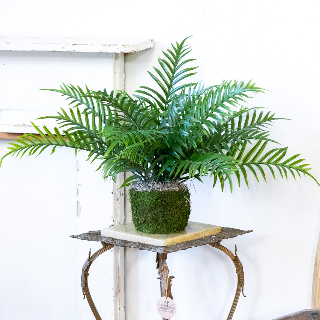 Areca Bush in Moss Pot Drop In