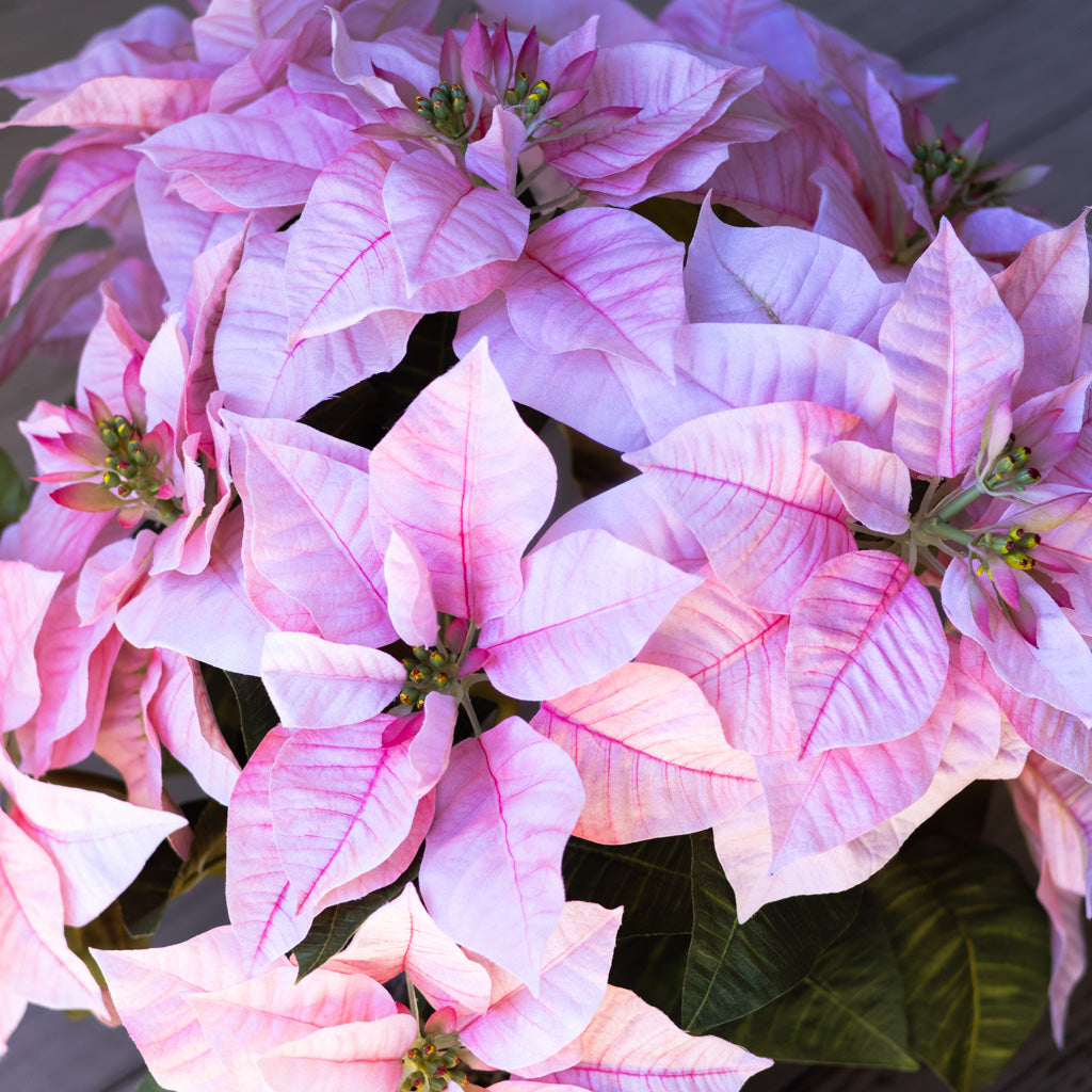 Pink Poinsettia Double in Moss Pot