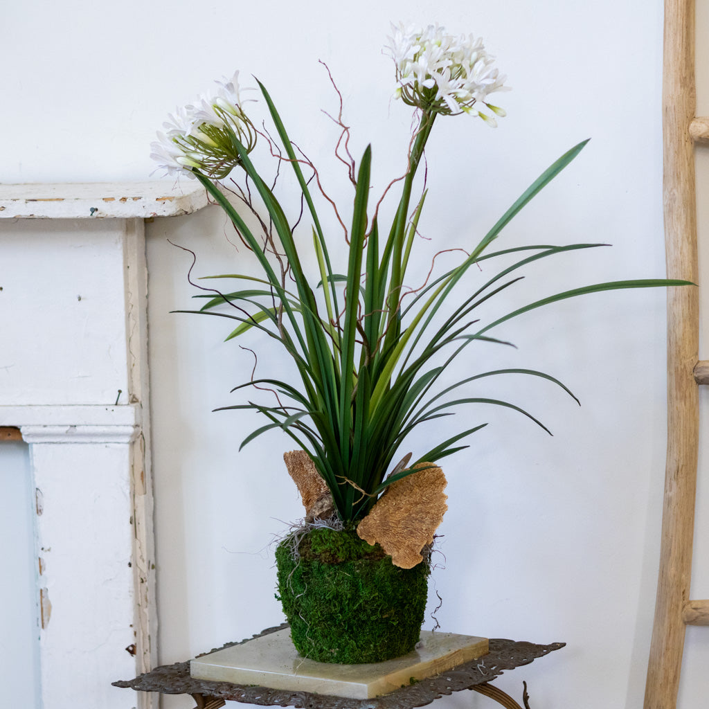 Double White Agapanthus Drop In