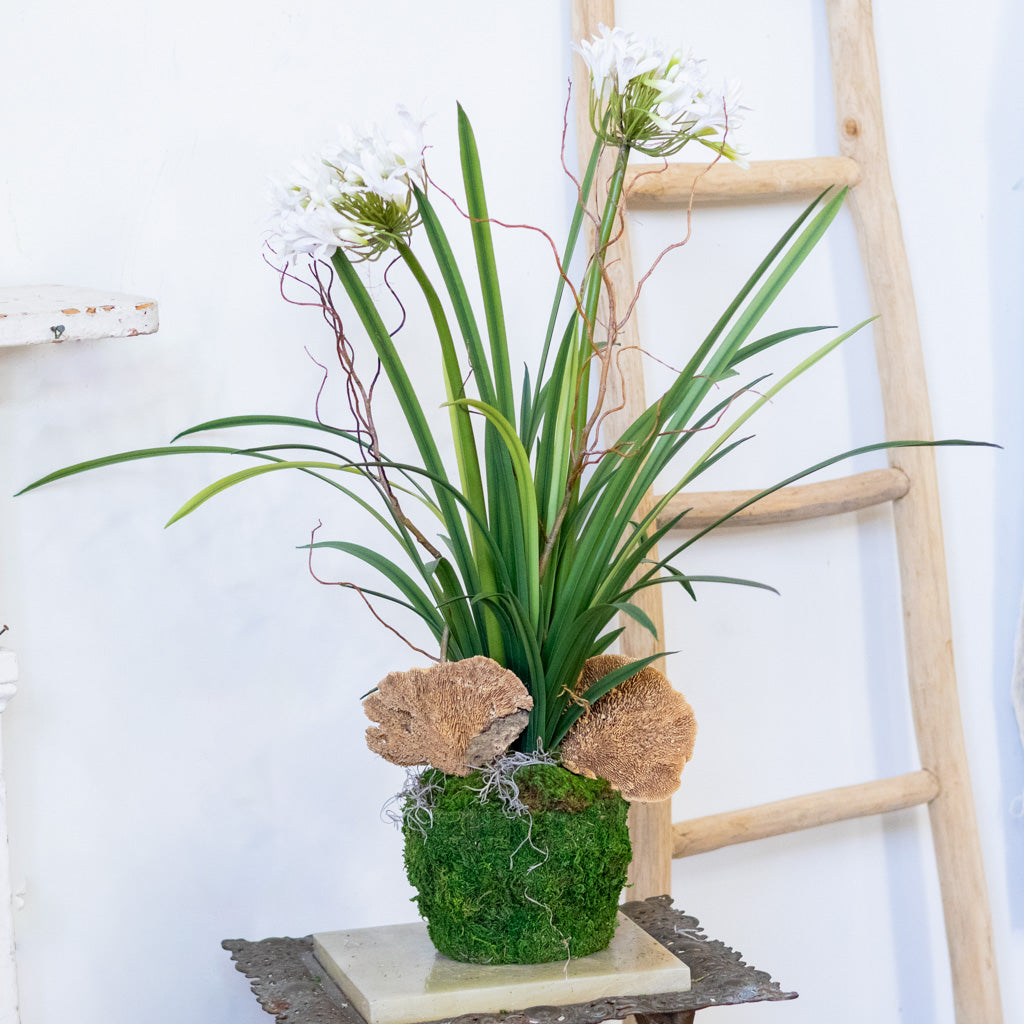 Double White Agapanthus Drop In