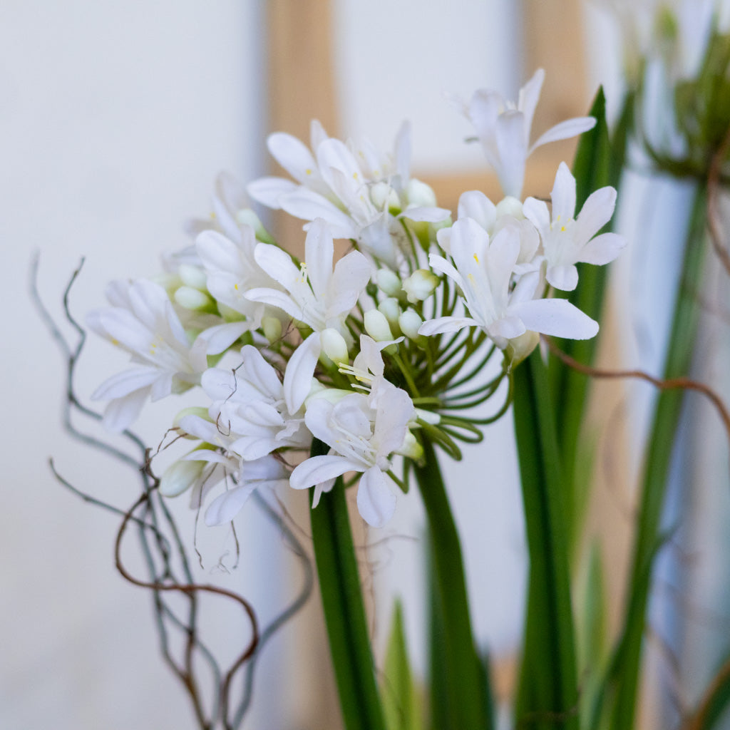 Double White Agapanthus Drop In