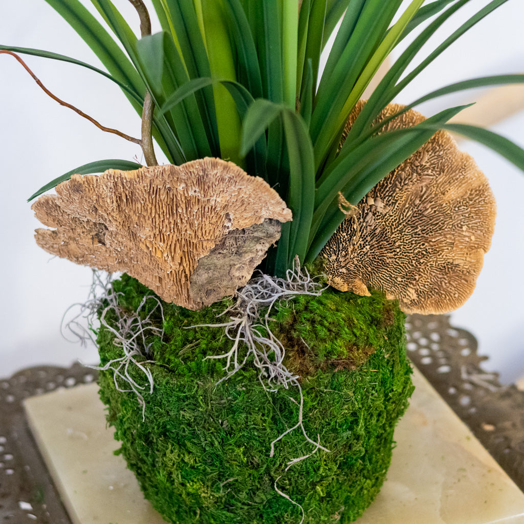 Double White Agapanthus Drop In