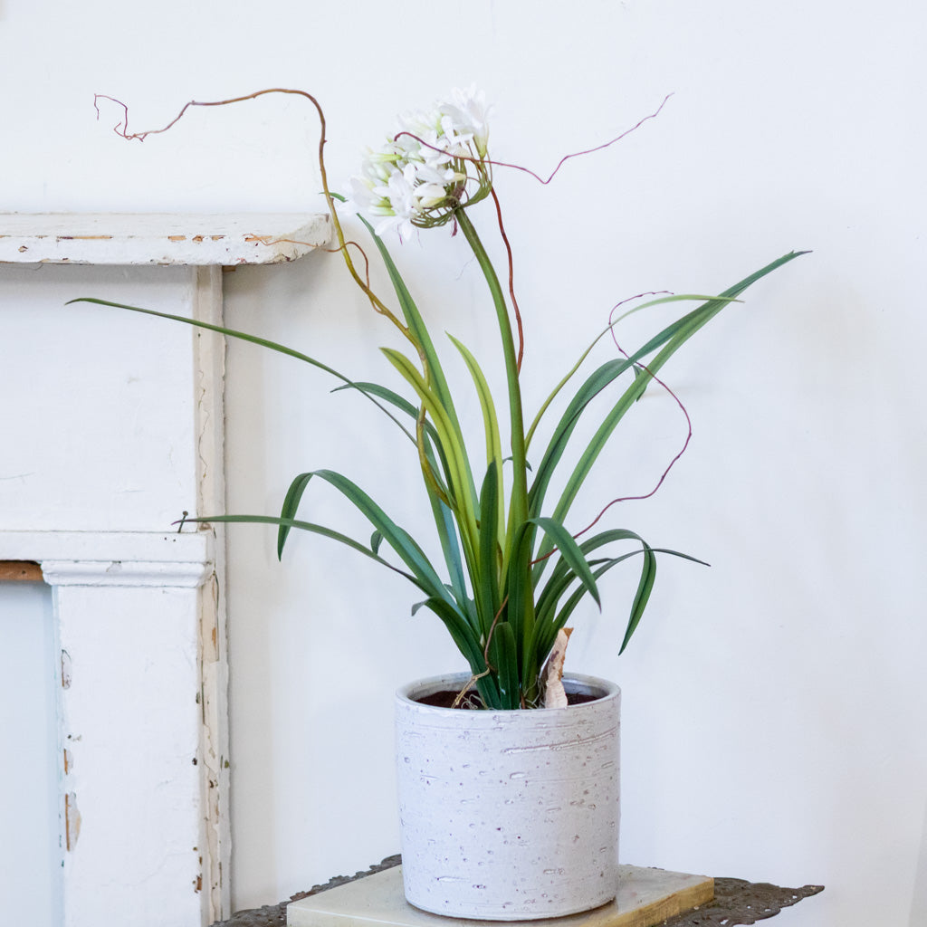 Single White Agapanthus Drop In