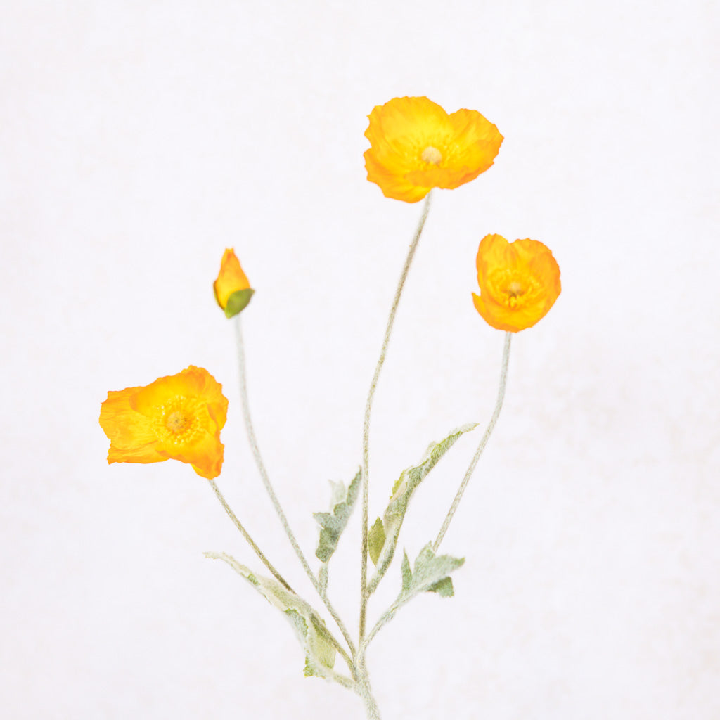 Bright Orange Poppy Spray Stem