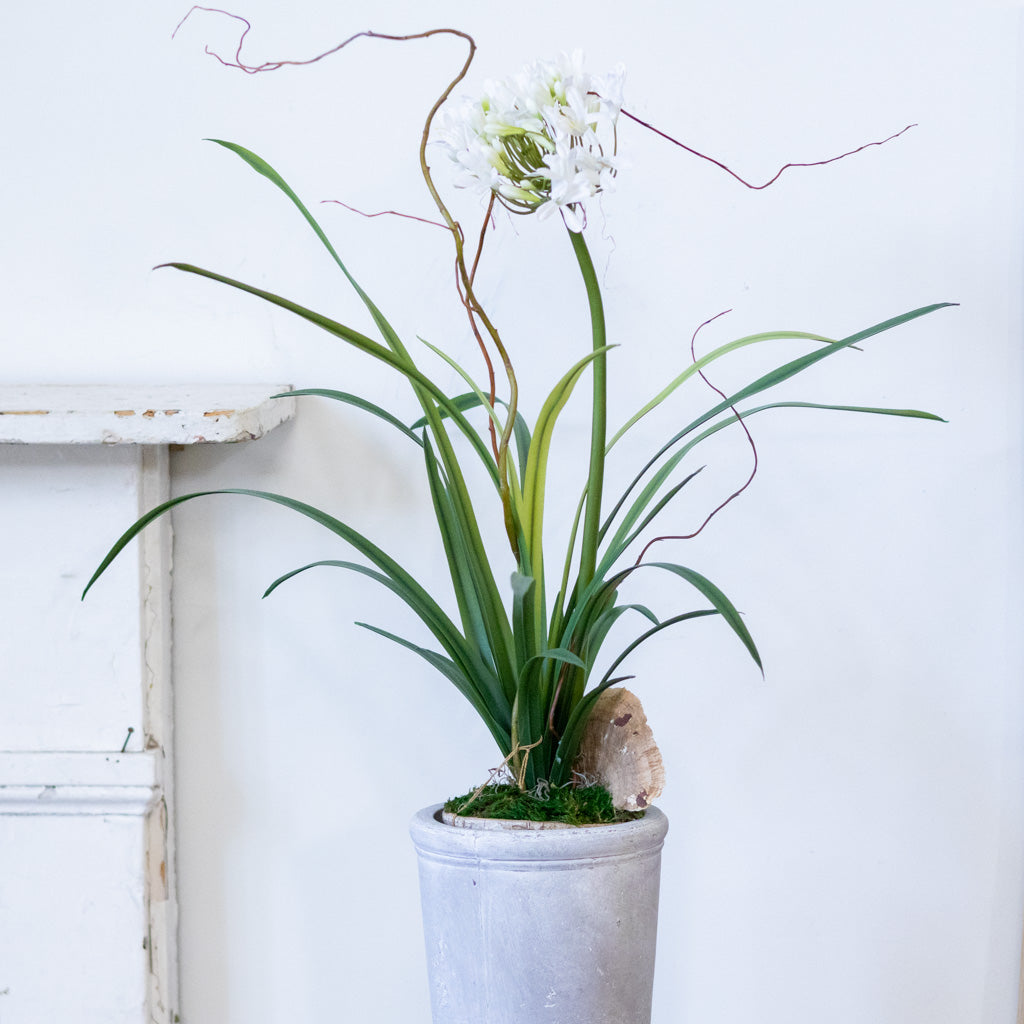 Single White Agapanthus Drop In