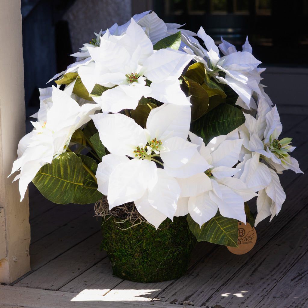 White Poinsettia Double in moss pot