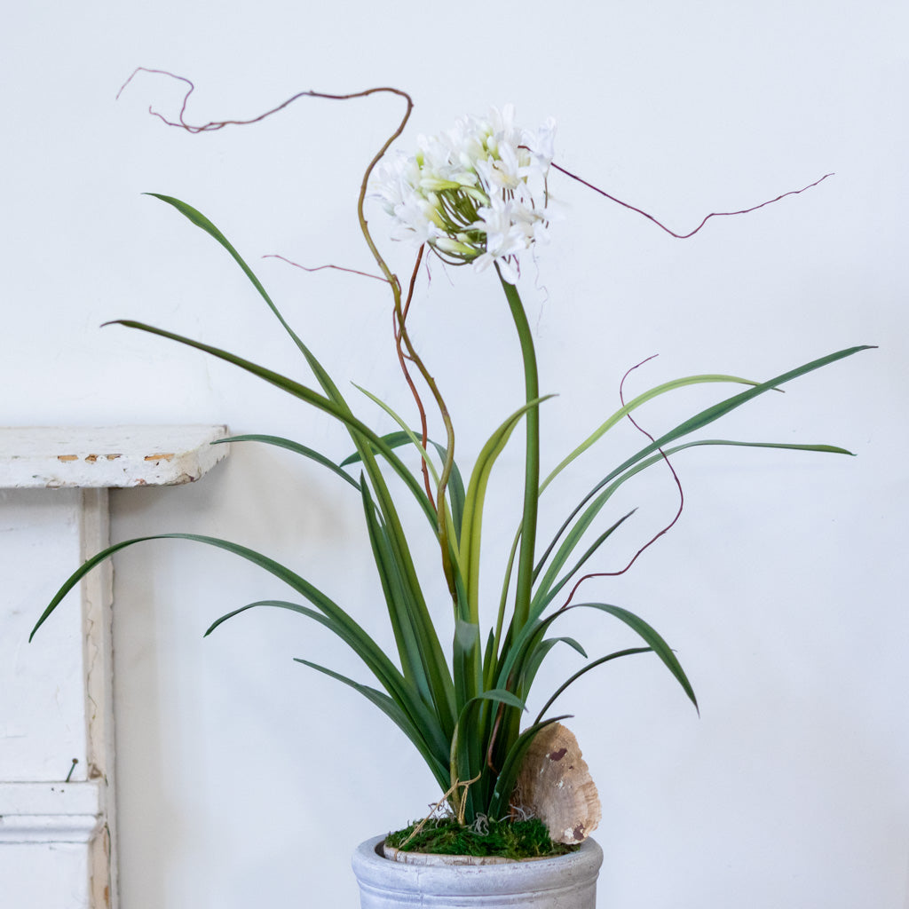 Single White Agapanthus Drop In