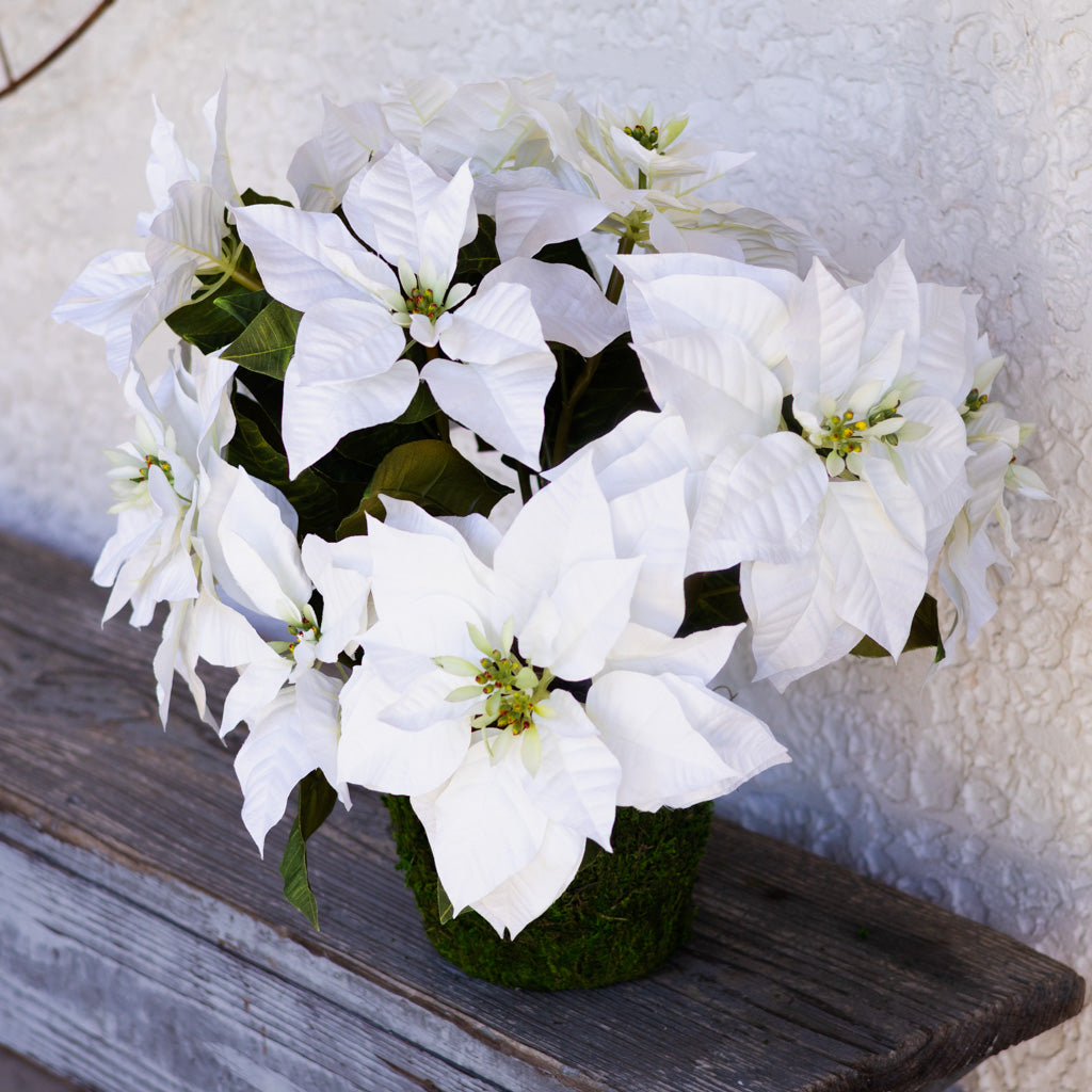 White Poinsettia Double in moss pot
