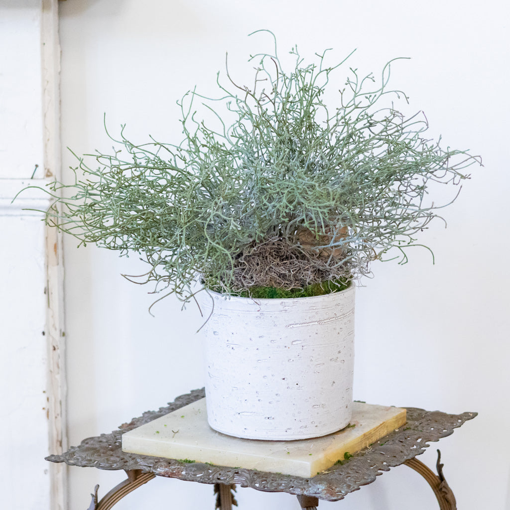 Green Budding Bush Drop In