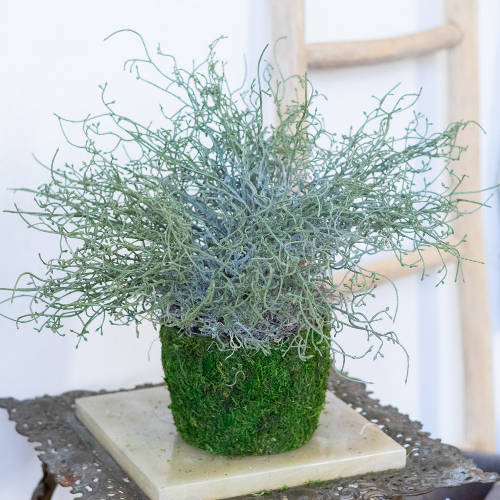 Green Budding Bush Drop In